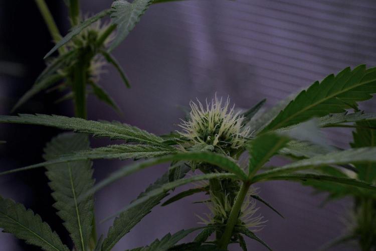 Pheno B Pickle Lemon Haze F1 Zamnesia. Week 10 - Pheno B Pickle Lemon Haze F1 