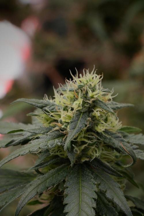 Pheno B Blueberry  Muffin by Zamnesia. Week 12 - Pheno B Blueberry Muffin