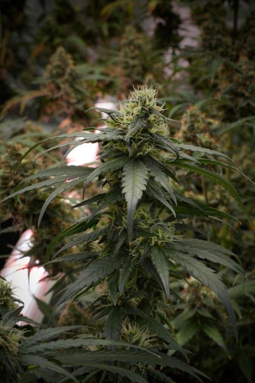 Pheno B Blueberry  Muffin by Zamnesia. Week 12 - Pheno B Blueberry Muffin