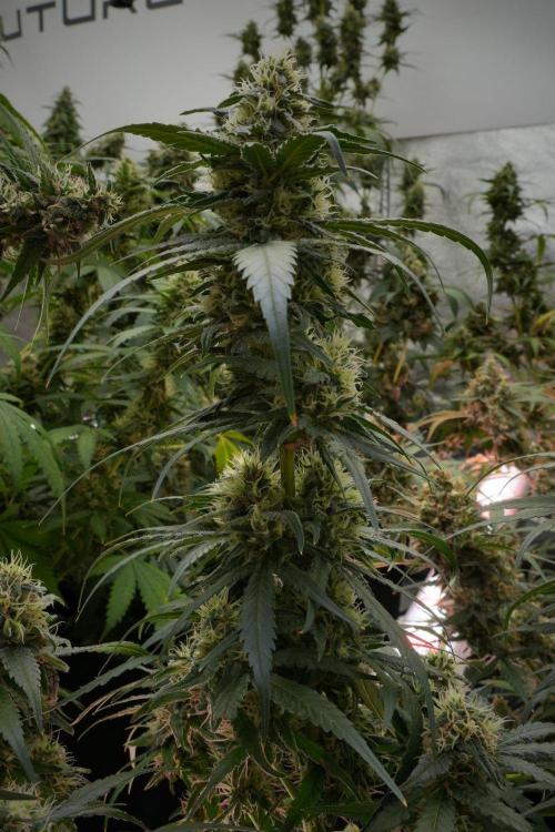 Pheno B Blueberry  Muffin by Zamnesia. Week 12 - Pheno B Blueberry Muffin