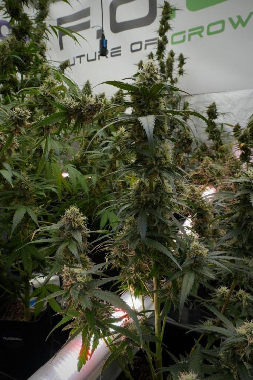 Pheno B Blueberry  Muffin by Zamnesia. Week 12 - Pheno B Blueberry Muffin