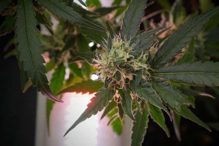 Pheno B Blueberry  Muffin by Zamnesia. Week 12 - Pheno B Blueberry Muffin