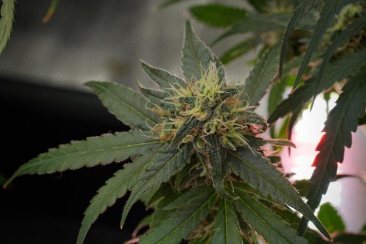Pheno B Blueberry  Muffin by Zamnesia. Week 12 - Pheno B Blueberry Muffin