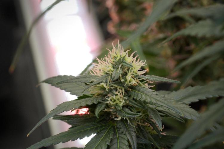 Pheno B Blueberry  Muffin by Zamnesia. Week 12 - Pheno B Blueberry Muffin