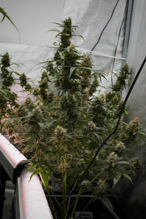 Pheno B Blueberry  Muffin by Zamnesia. Week 12 - Pheno B Blueberry Muffin