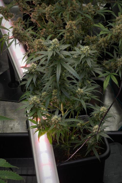 Pheno B Blueberry  Muffin by Zamnesia. Week 12 - Pheno B Blueberry Muffin
