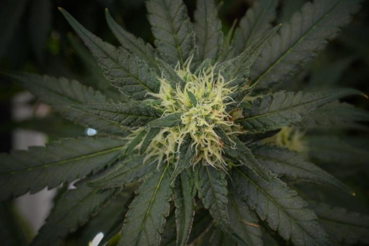 Pheno B Blueberry  Muffin by Zamnesia. Week 12 - Pheno B Blueberry Muffin
