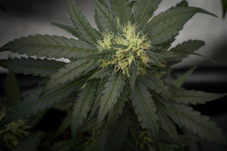 Pheno B Blueberry  Muffin by Zamnesia. Week 12 - Pheno B Blueberry Muffin