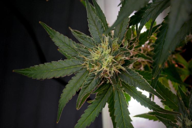 Pheno B Blueberry  Muffin by Zamnesia. Week 12 - Pheno B Blueberry Muffin
