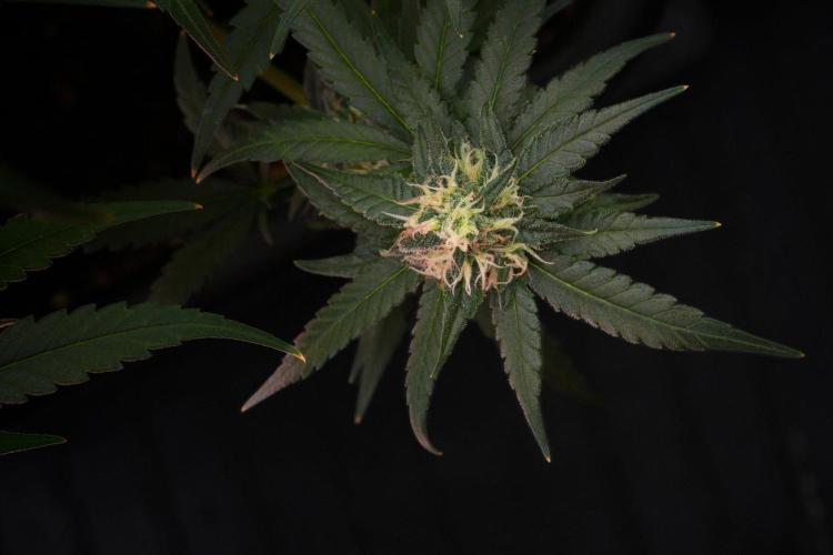 Pheno B Blueberry  Muffin by Zamnesia. Week 12 - Pheno B Blueberry Muffin