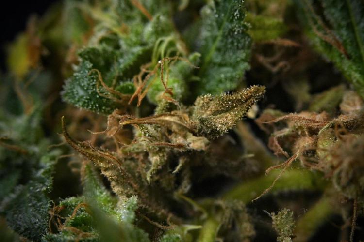 Pheno B Cash Express By Zamnesia. Week 12 - Main cola bud rot 