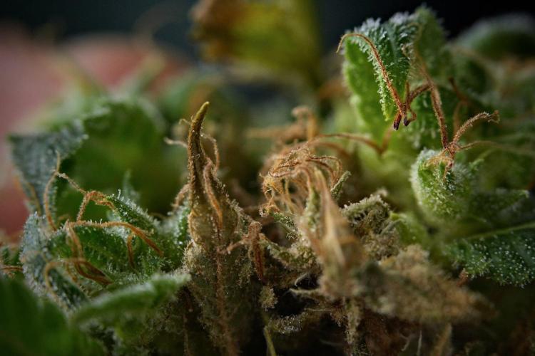 Pheno B Cash Express By Zamnesia. Week 12 - Main cola bud rot 