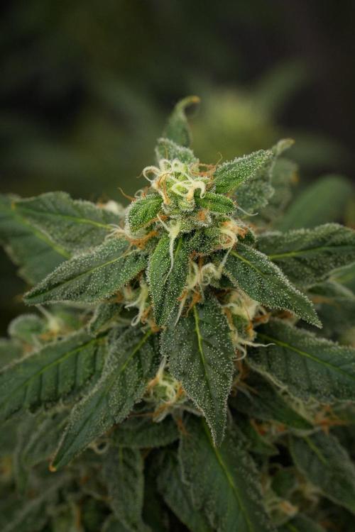 Chem Brulee By Zamnesia Pheno A. Week 12 - Chem Brulee Pheno A