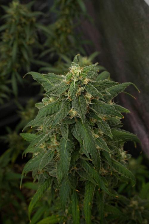 Chem Brulee By Zamnesia Pheno A. Week 12 - Chem Brulee Pheno A