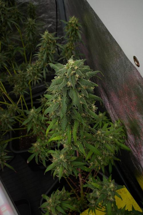 Chem Brulee By Zamnesia Pheno A. Week 12 - Chem Brulee Pheno A