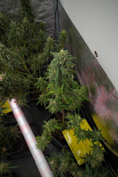 Chem Brulee By Zamnesia Pheno A. Week 12 - Chem Brulee Pheno A