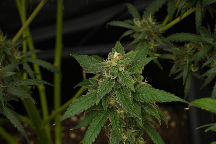 Chem Brulee By Zamnesia Pheno A. Week 12 - Chem Brulee Pheno A