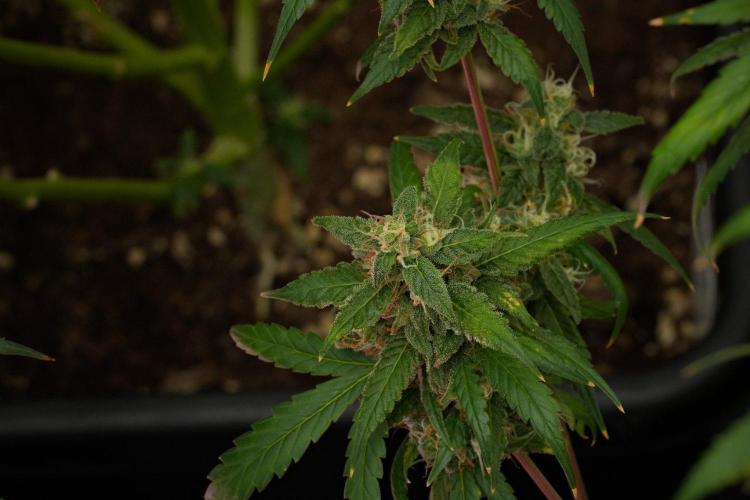 Chem Brulee By Zamnesia Pheno A. Week 12 - Chem Brulee Pheno A