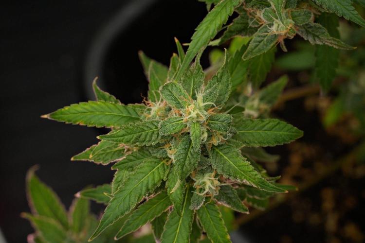 Chem Brulee By Zamnesia Pheno A. Week 12 - Chem Brulee Pheno A