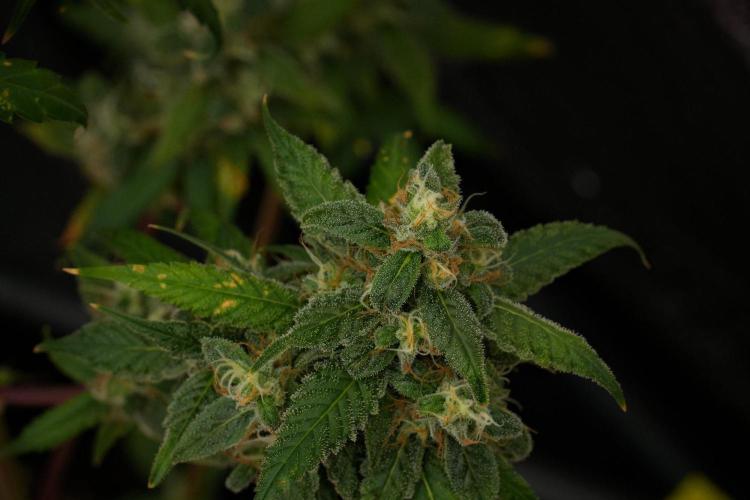 Chem Brulee By Zamnesia Pheno A. Week 12 - Chem Brulee Pheno A