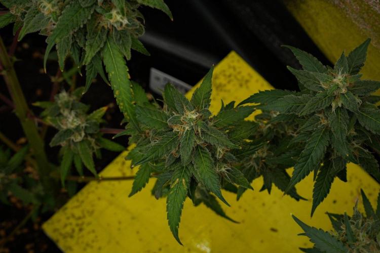 Chem Brulee By Zamnesia Pheno A. Week 12 - Chem Brulee Pheno A