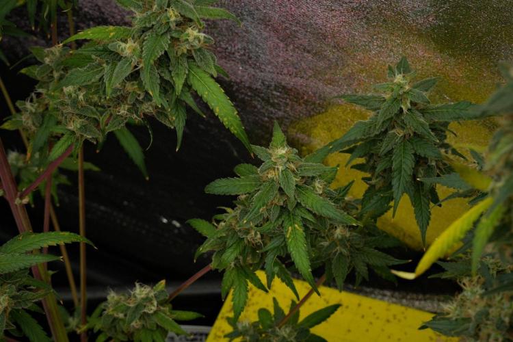 Chem Brulee By Zamnesia Pheno A. Week 12 - Chem Brulee Pheno A