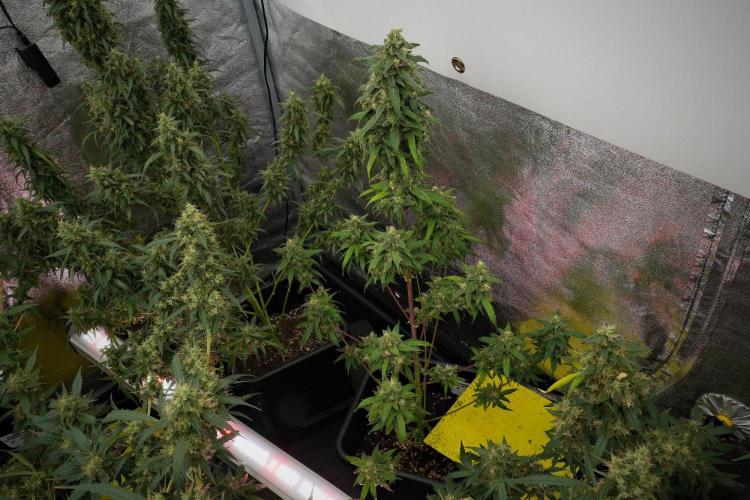 Chem Brulee By Zamnesia Pheno A. Week 12 - Chem Brulee Pheno A