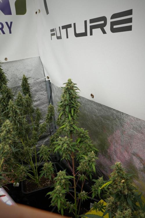 Chem Brulee By Zamnesia Pheno A. Week 12 - Chem Brulee Pheno A