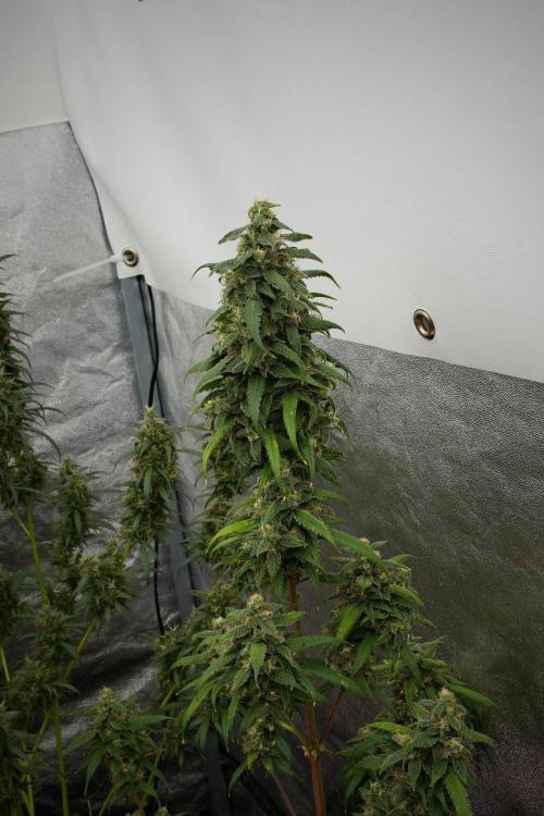 Chem Brulee By Zamnesia Pheno A. Week 12 - Chem Brulee Pheno A