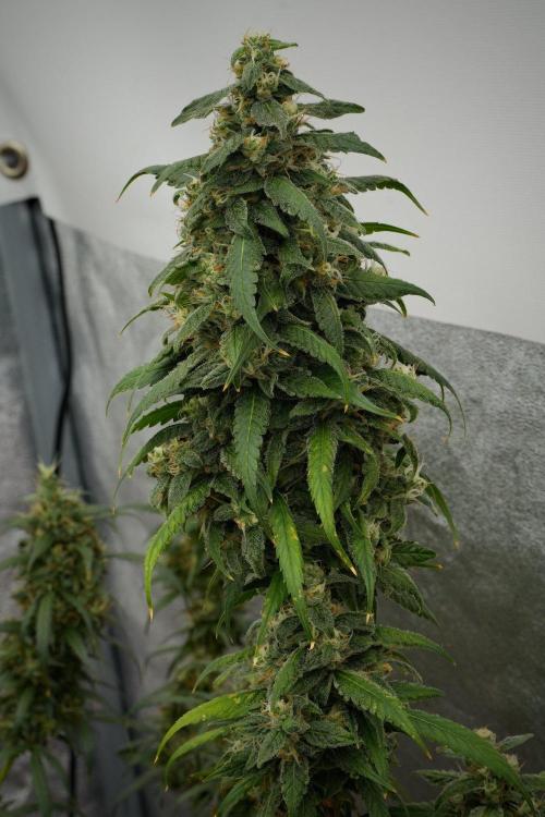 Chem Brulee By Zamnesia Pheno A. Week 12 - Chem Brulee Pheno A