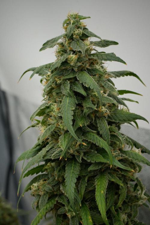 Chem Brulee By Zamnesia Pheno A. Week 12 - Chem Brulee Pheno A
