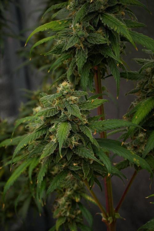 Chem Brulee By Zamnesia Pheno A. Week 12 - Chem Brulee Pheno A