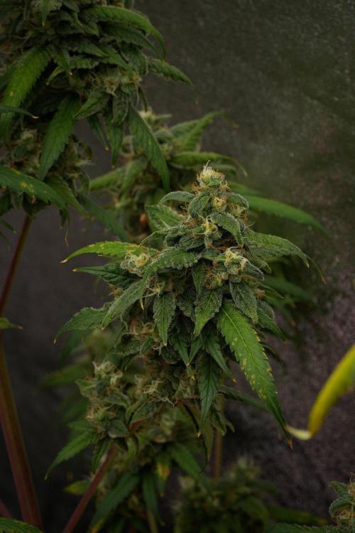 Chem Brulee By Zamnesia Pheno A. Week 12 - Chem Brulee Pheno A