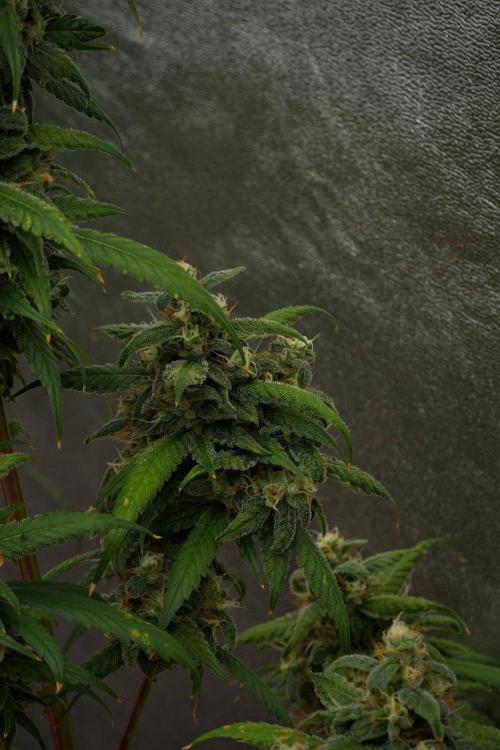 Chem Brulee By Zamnesia Pheno A. Week 12 - Chem Brulee Pheno A