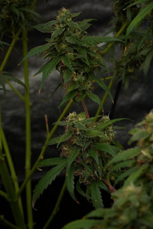 Chem Brulee By Zamnesia Pheno A. Week 12 - Chem Brulee Pheno A