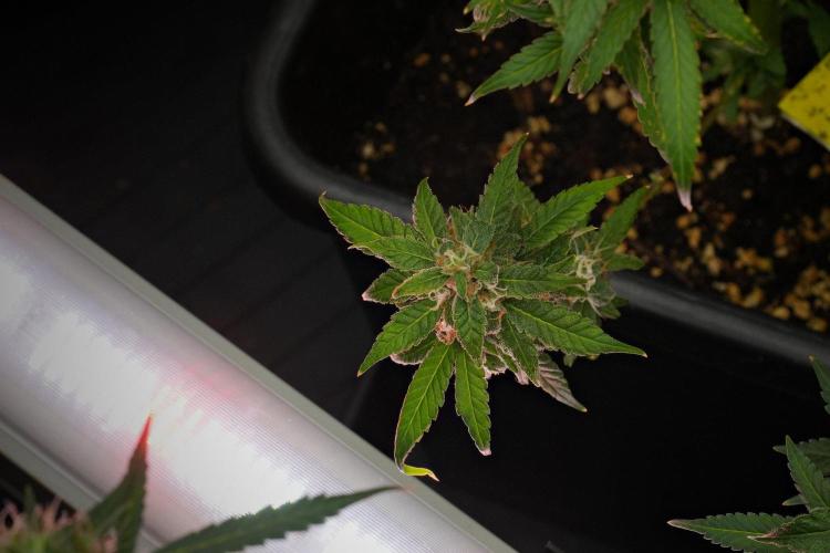 Chem Brulee By Zamnesia Pheno A. Week 12 - Chem Brulee Pheno A