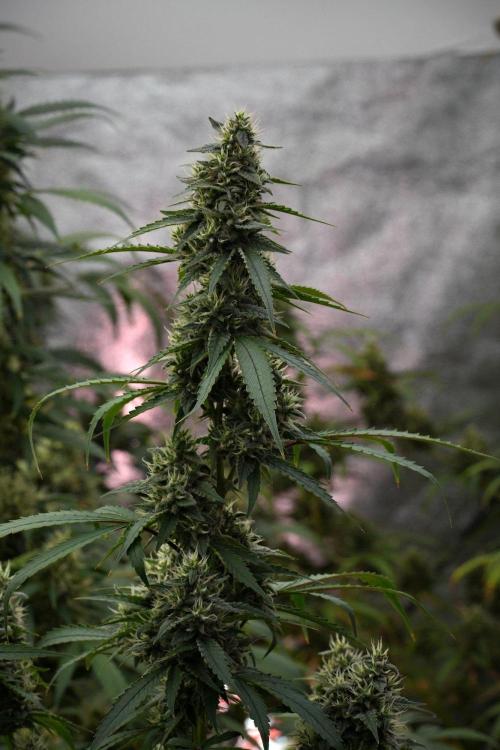 Pheno B Chem Brulee By Zamnesia. Week 12 - Pheno B Chem Brulee 