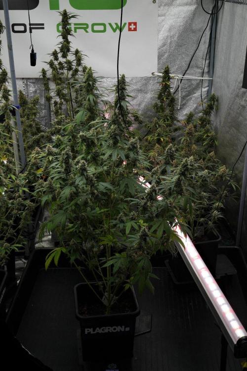 Pheno B Chem Brulee By Zamnesia. Week 12 - Pheno B Chem Brulee 