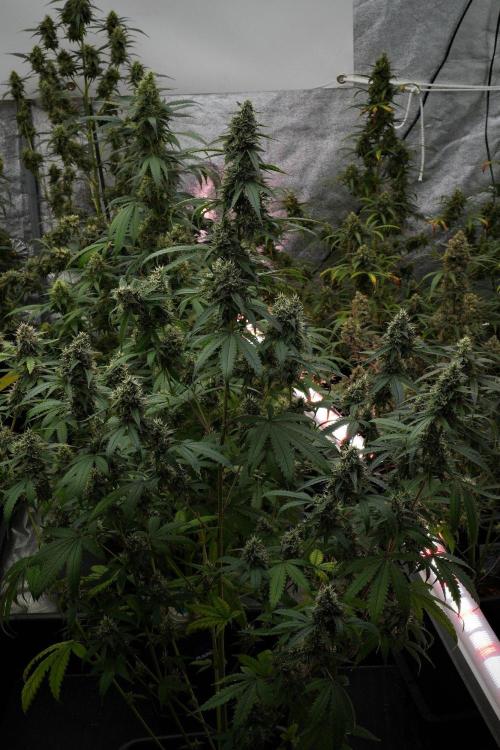 Pheno B Chem Brulee By Zamnesia. Week 12 - Pheno B Chem Brulee 