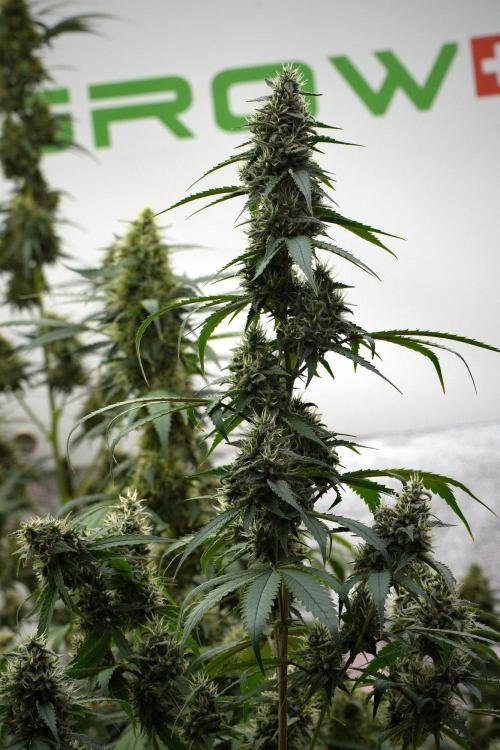 Pheno B Chem Brulee By Zamnesia. Week 12 - Pheno B Chem Brulee 