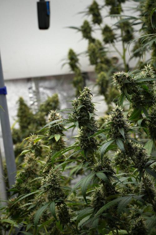 Pheno B Chem Brulee By Zamnesia. Week 12 - Pheno B Chem Brulee 