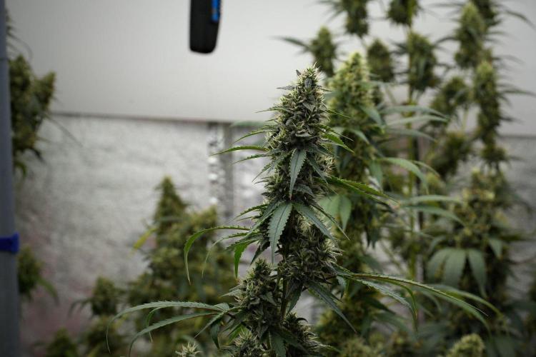 Pheno B Chem Brulee By Zamnesia. Week 12 - Pheno B Chem Brulee 