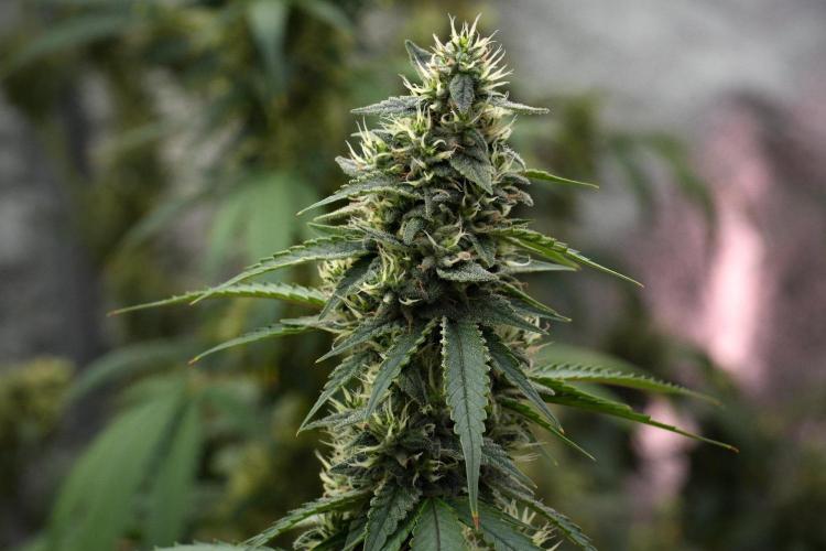 Pheno B Chem Brulee By Zamnesia. Week 12 - Pheno B Chem Brulee 