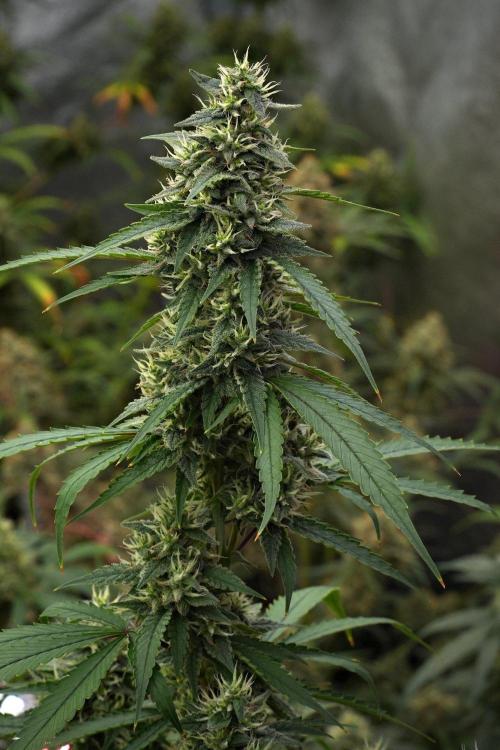 Pheno B Chem Brulee By Zamnesia. Week 12 - Pheno B Chem Brulee 