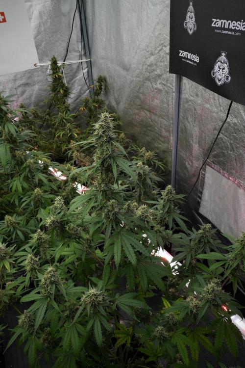 Pheno B Chem Brulee By Zamnesia. Week 12 - Pheno B Chem Brulee 