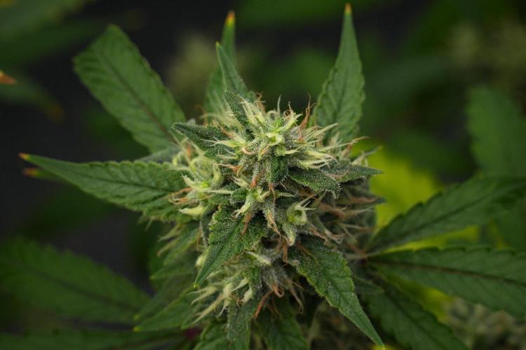 Pheno B Chem Brulee By Zamnesia. Week 12 - Pheno B Chem Brulee 
