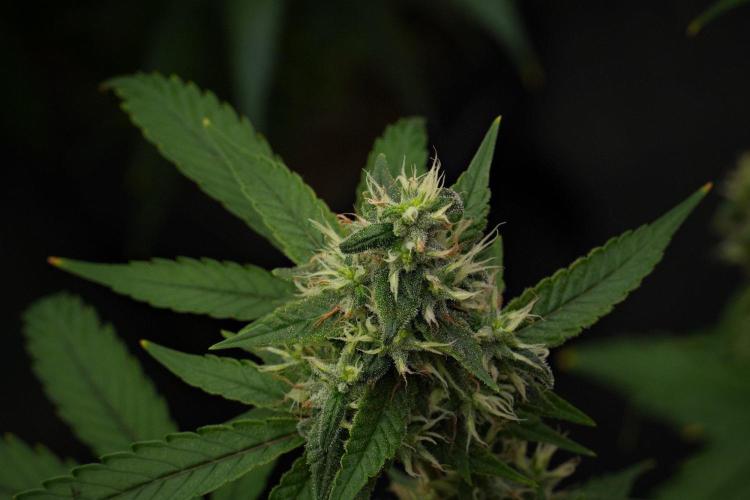 Pheno B Chem Brulee By Zamnesia. Week 12 - Pheno B Chem Brulee 
