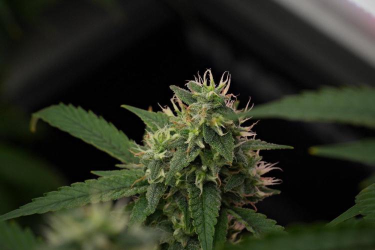 Pheno B Chem Brulee By Zamnesia. Week 12 - Pheno B Chem Brulee 
