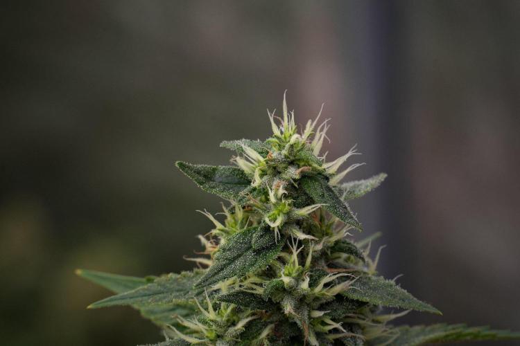 Pheno B Chem Brulee By Zamnesia. Week 12 - Pheno B Chem Brulee 