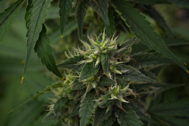 Pheno B Chem Brulee By Zamnesia. Week 12 - Pheno B Chem Brulee 